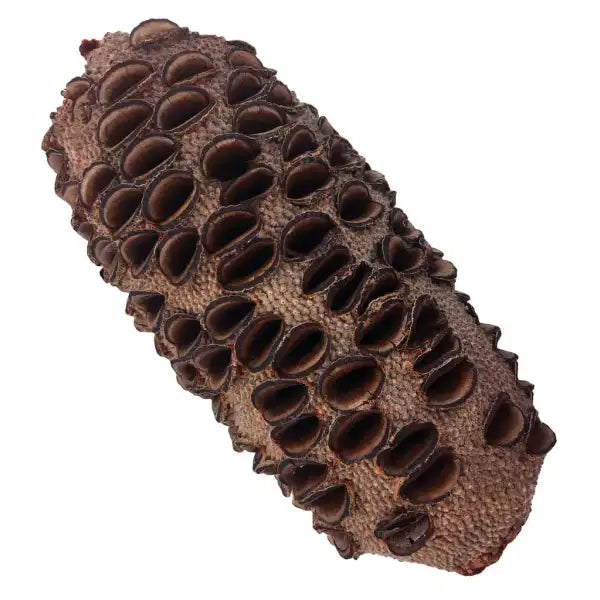 Banksia Seed Pods WOOD-BANKSIA